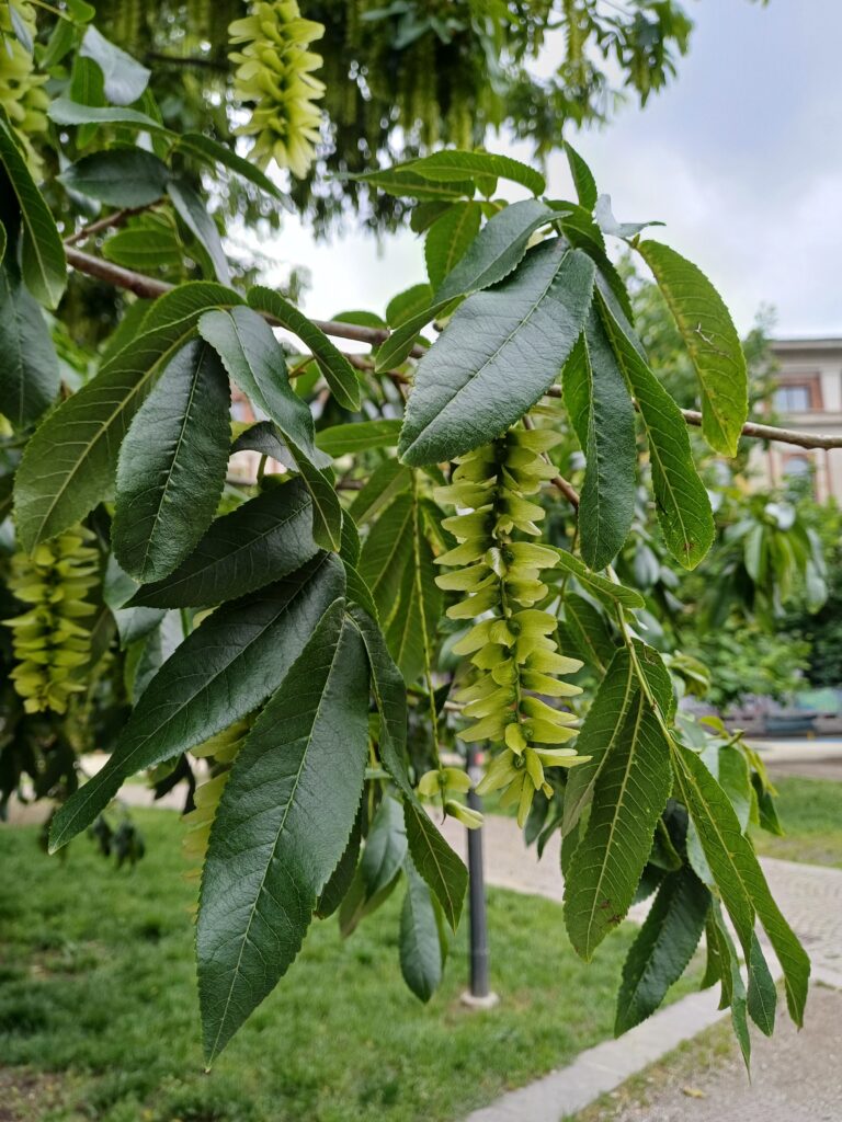 noce del caucaso frutti