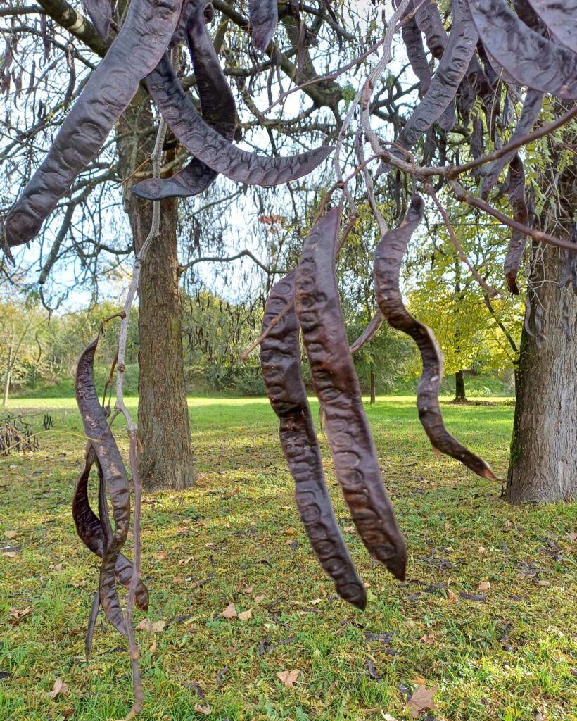 bacelli spino di giuda