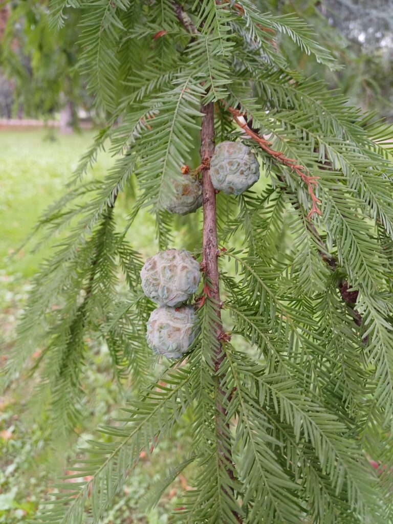 cipresso calvo galbuli
