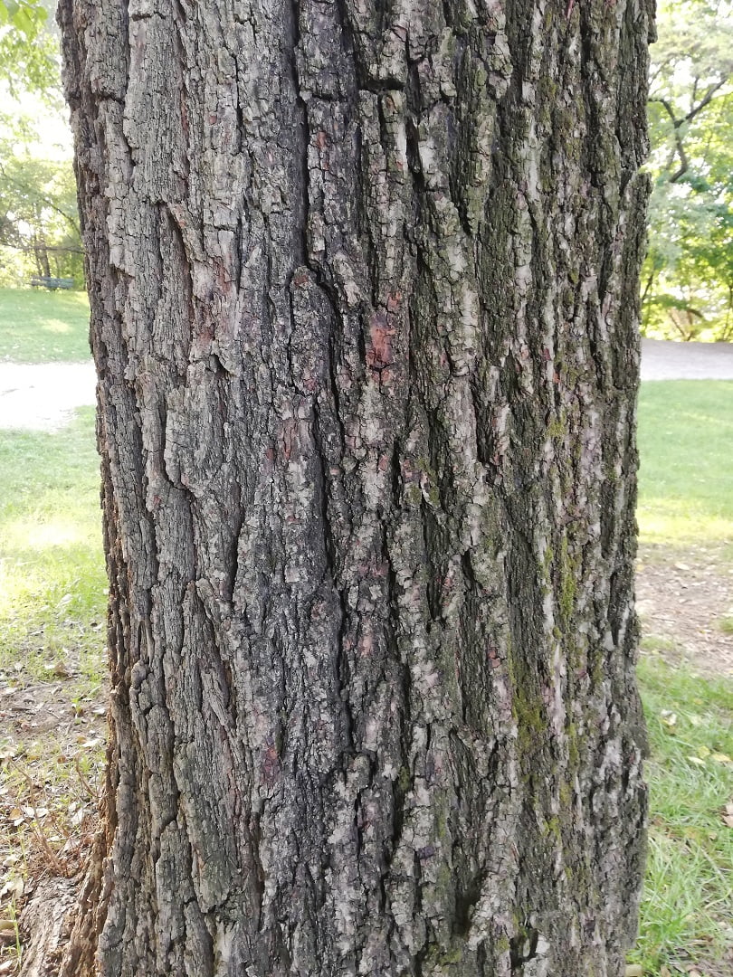 Olmo campestre AmbienteAcqua APS