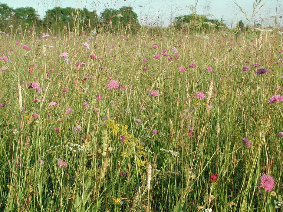ecosistemi al verde segrate