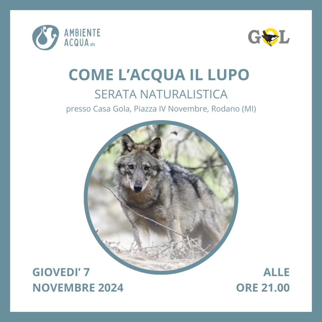 acqua lupo serata gol