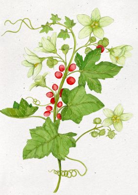 digital herbarium mostra